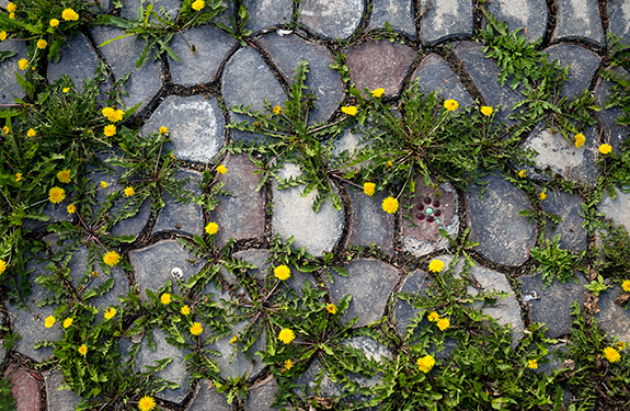 Crack and Crevice Weed Control